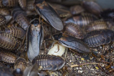 Hot And Humid Weekend Could Have Cockroaches Flying Experts Say Nbc News