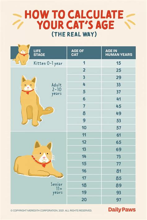 The Cats Age Chart Is Shown In This Graphic