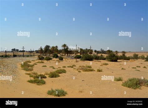 The Prophet Moses Springs Water Wells And Palms In Sinai Peninsula