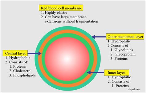 The Structure And Function Of The Red Blood Cell Membrane We Are Eaton