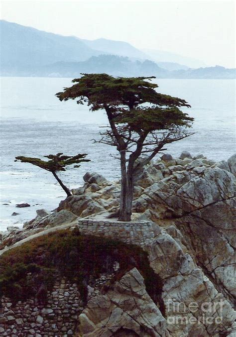 Tree Growing From Stone Monterey California Usa Photograph By Julie