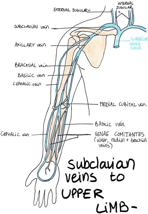 Upper Limb Veins Anatomy Images And Photos Finder