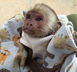 Contact adorable pet monkeys for sale on messenger. Capuchins Monkey Animals For Sale | Kenya Street, Los ...