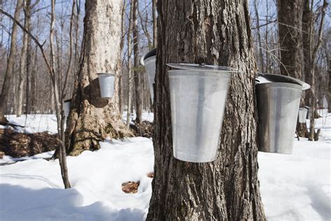 Sap For Maple Syrup Is Running Rci English