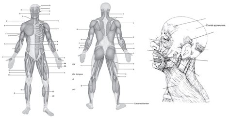 Blank muscle diagram
