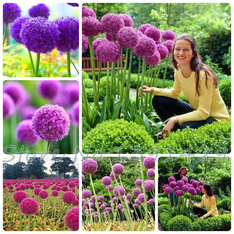 50pcs Purple Giant Allium Giganteum Globemaster Beautiful Flower Seeds