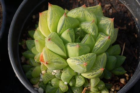 Haworthia Cuspidata Star Window Plant