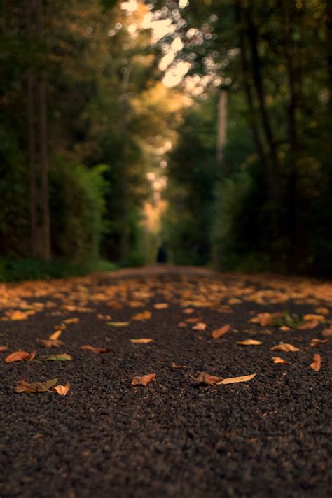 Cool Dslr Background Hd Blur Tree Ideas