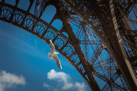 Free Photo White Dove Flying Architecture Bird Building Free Download Jooinn