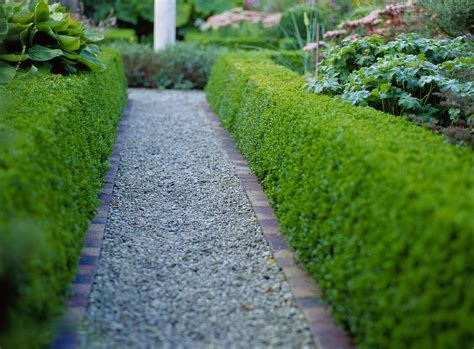 Can i prune my yew hedges now, in winter? The Best Shrubs for Making Hedges