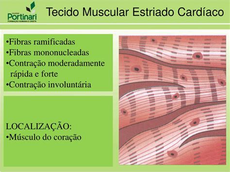 Ppt Tecido Muscular Powerpoint Presentation Free Download Id6132069