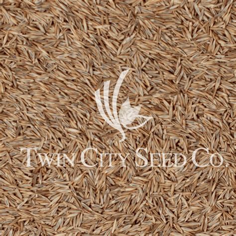 Boreal Creeping Red Fescue Strong Twin City Seed Company