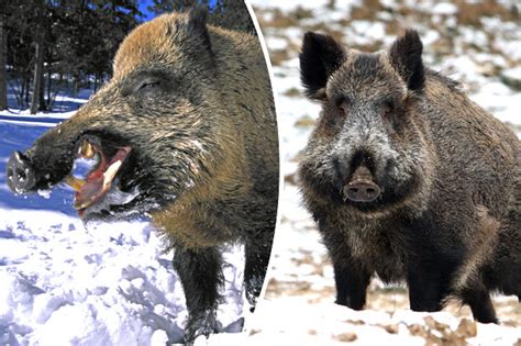 Fukushima nuclear disaster sparks problem with radioactive wild boars