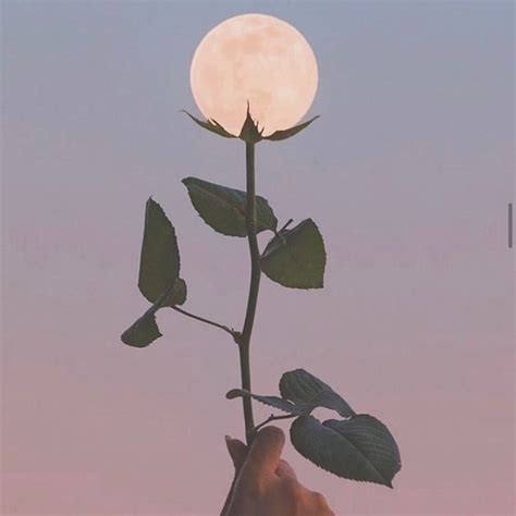 A Person Holding Up A Flower With The Moon In The Sky Behind It As