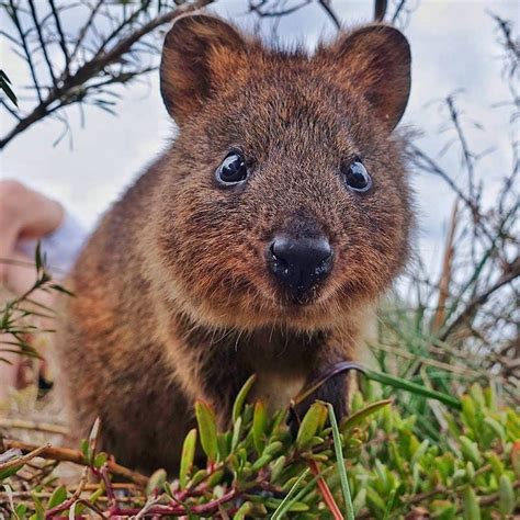 Baby quokkas are the cutest animals in the world part 1 😍 best compilation. Cuteness Overload - A Baby Quokka 😍😍😍 Head to Western ...