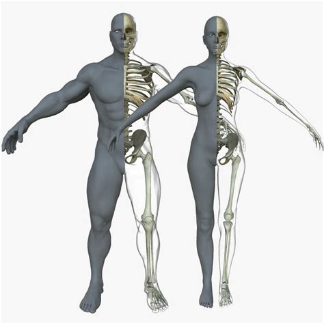Male Female Skeleton Skin 3d Model Мужчины Женщина Ушуая