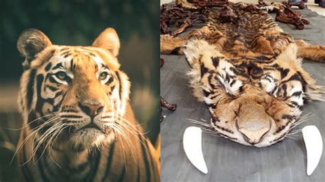 Historical Events Leading Up To Project Tiger Indias Largest Tiger