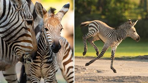 Weeks Old Zebra Foal Returns To Kilimanjaro Safaris Savanna At Disneys