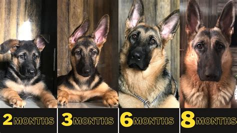 Watch My Puppy Grow German Shepherd Puppy Growing From 45 Days To 8