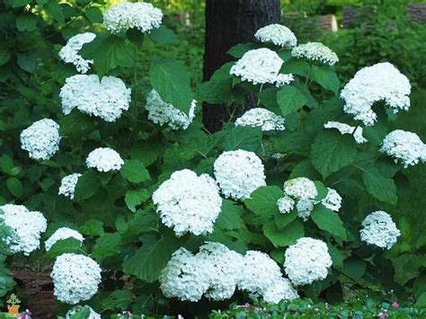 Hydrangeas can flourish in sun or shade. Incrediball Hydrangea | Incrediball hydrangea, Hydrangea ...