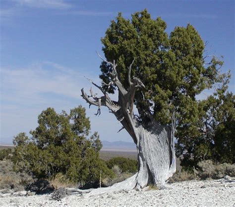 Juniperus Osteosperma Utah Juniper South Of Wells Nevada Tree
