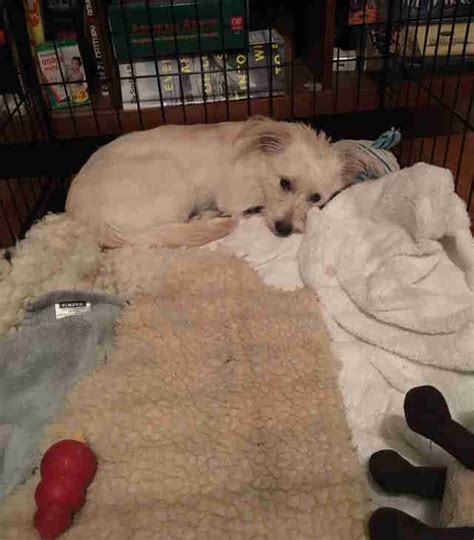 But do you know how to care for your dog for the first few days after surgery? How Much Is It To Get A Girl Dog Neutered - GirlWalls