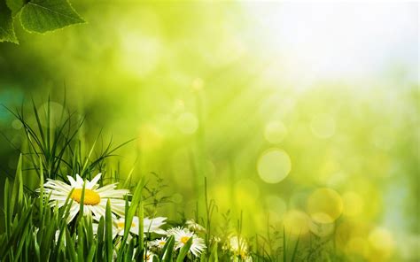 White Daisies Surrounded By Green Flower Hd Wallpaper