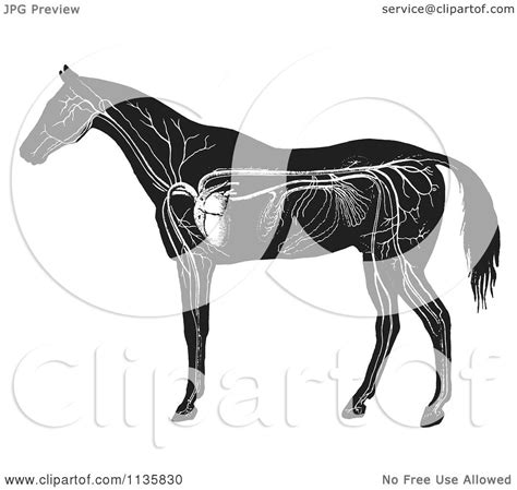I love old anatomy illustrations, i purchase them from ebay, yard sales, and thrift stores. Clipart Of A Retro Vintage Engraved Horse Anatomy Of The ...