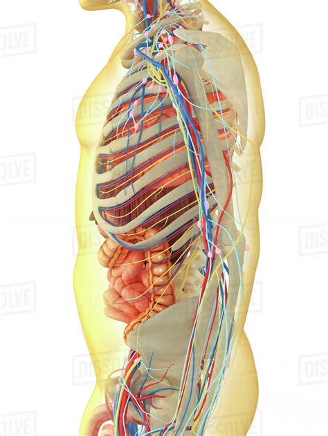 It consists of parts like the cortex, cerebral hemisphere, cerebellum, medulla oblongata, pons. Human skeleton with transectional view of skull exposing ...