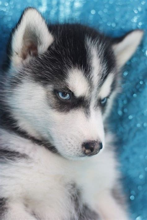 Our siberian husky puppies for sale come from either usda licensed commercial breeders or hobby breeders with no more than 5 breeding mothers. Siberian Husky Puppies For Sale | Houston, TX #282275