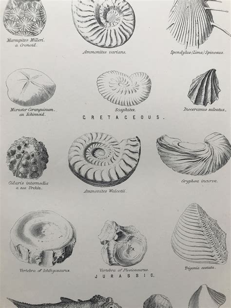 1891 Mesozoic Fossils Original Antique Print Geology Palaentology