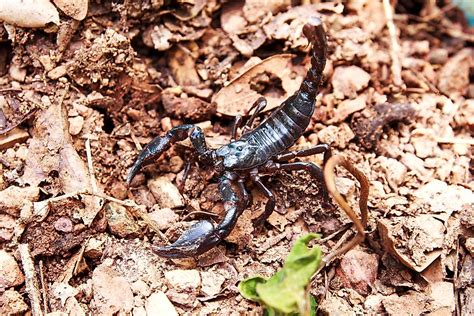 What Is The Worlds Largest Scorpion Worldatlas