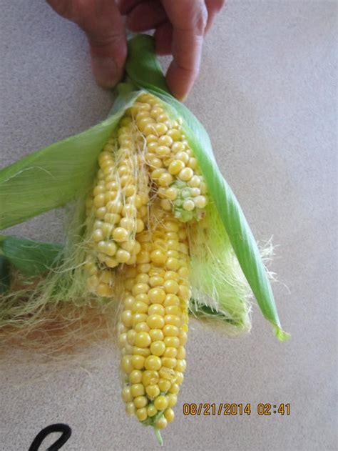 Mutant Corn On The Cob What The Heck