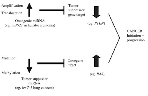 micrornas behave as tumor suppressors or oncogenes mirnas classically download scientific