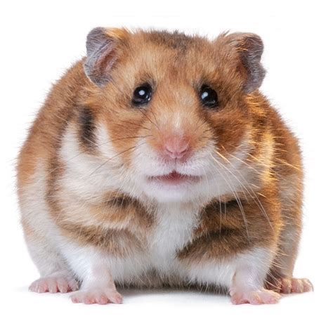 Find out all about golden hamster care, babies, and temperament in our complete guide. How to Care for a Fancy Hamster as a Pet: Facts and ...