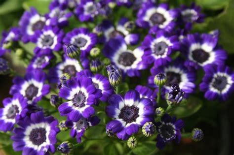 Flower names that work for baby girls range from the exotic amaryllis to zinnia to the everyday, such as flower baby names can suit every taste and sensibility, from the vintage to the modern, the like violet, lavender and lilac, ianthe is a purple flower name. purple and white daisy flowers.jpg Hi-Res 720p HD