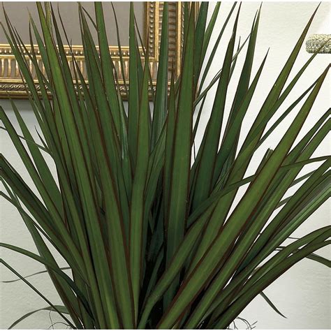 Plants planting flowers dracena marginata plant hanger growing plants dracena flower decorations plant identification tree hugger. Shop 40-in Dracaena Marginata in Plastic Pot (L20958hp) at ...