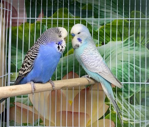 Budgies All You Need To Know About Your Budgies Aka Budgerigar