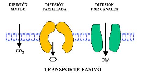 Biología Celular Membrana Plamática I Transporte Pasivo