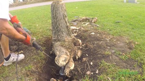 Diy Stump Removal Youtube 3 Ways To Remove A Tree Stump Without A