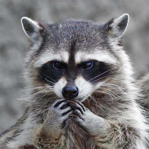 Rabid Raccoon Attacks Bowdoinham Woman In Her Home