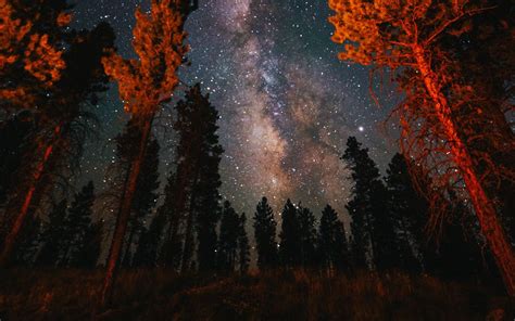 Download Wallpaper 1440x900 Trees Starry Sky Night Nature Dark