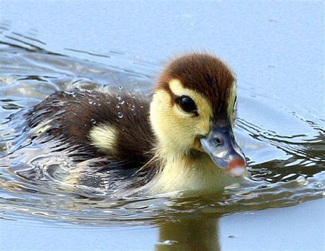 How often should you bathe your baby? 23 best Adorable Baby Ducks images on Pinterest | Baby ...