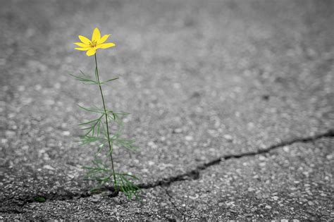 Comment enlever de la mousse sur du macadam et bitume naturellement