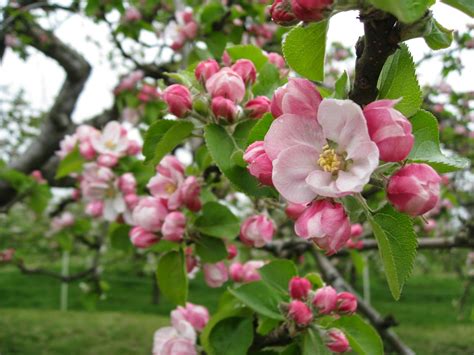 The Orchard Tea Room And Farm Shop Sponsor A Bramley Apple Tree 2017