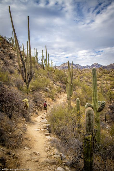 Sabino Canyon Trails Five Stunning Hikes Near Tucson