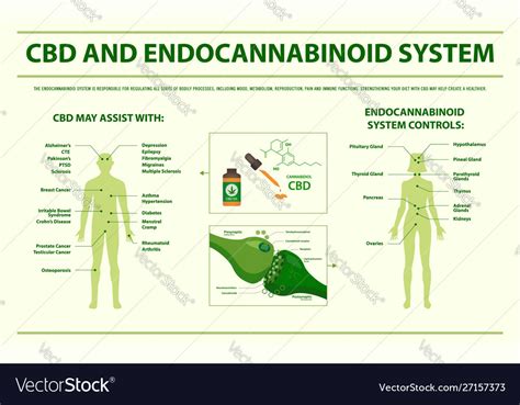 Cbd And Endocannabinoid System Horizontal Vector Image