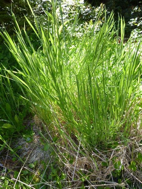 Common Velvet Grass • Holcus Lanatus Biodiversity Of The Central Coast
