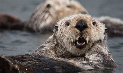 Sea Otter The Animal Facts Appearance Diet Habitat Behavior