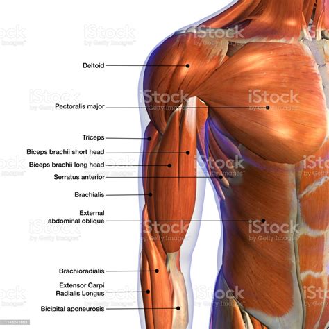 Male Shoulder And Chest Muscles Labeled Chart On White Stock Photo